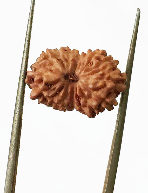 15 Mukhi Indonesian Rudraksha Size- 15.10 mm